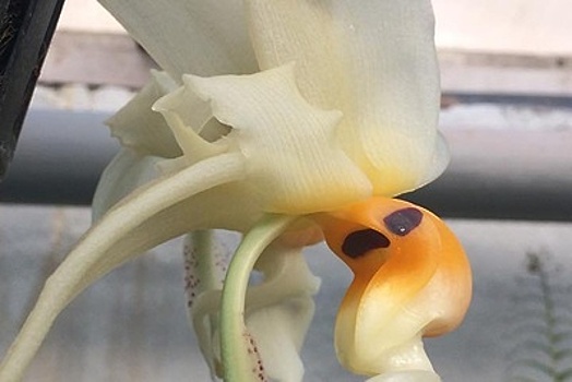 «Орхидея‑бык» расцвела в «Аптекарском огороде» МГУ