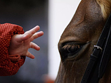 Глава Красноярска прокомментировал ситуацию с продажей ипподрома на улице Соревнований