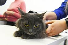 Ветеринар назвала скрытые признаки болезней у кошек