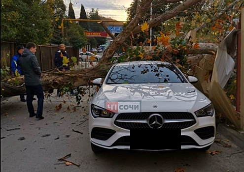 В Сочи упавшее дерево раздавило Mercedes-Benz