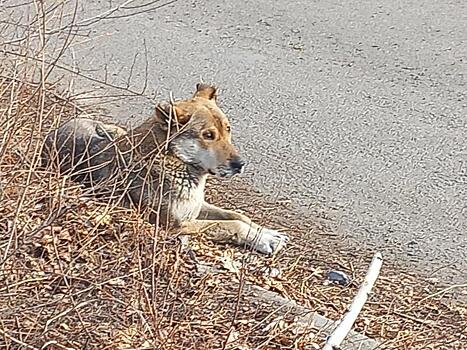 Регистрация животных в Забайкалье: полный ответ на все ваши вопросы