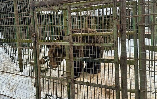 Медведь загрыз рабочего в кафе неподалеку от Вязьмы