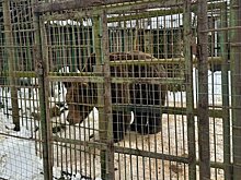 Медведь загрыз рабочего в кафе неподалеку от Вязьмы