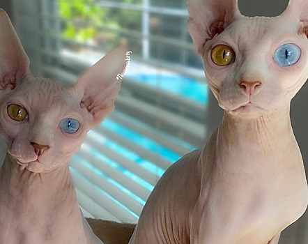 Лысые кошки-сфинксы с глазами Дэвида Боуи стали звездами Instagram