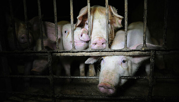 Жуткий фотопроект о жизни свиней на фермах
