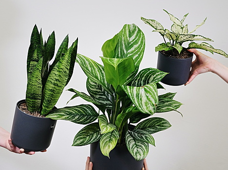 6 растений, которые помогут пережить жару в квартире