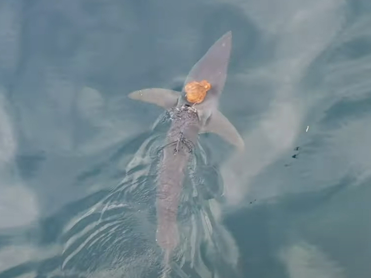 Напоминание о чудесах океана: осьминог оседлал акулу и проехался на ней верхом