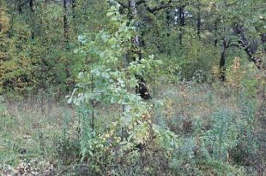 В Челябинской области браконьеры открыли сезон охоты на людей