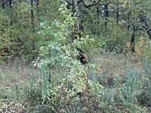 В Челябинской области браконьеры открыли сезон охоты на людей