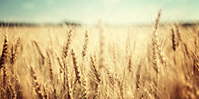 Урожай зерновых на Урале под угрозой из-за сильной засухи