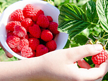 Как правильно выращивать и собирать малину?