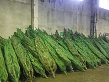 Тюменские таможенники изъяли 6 тонн новогодних елок