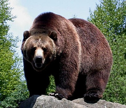На Урале сотрудники полиции организовали поиски замеченного на улицах города медведя