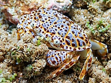 Блогер из Филиппин съела ядовитого "краба-дьявола" ради просмотров и умерла