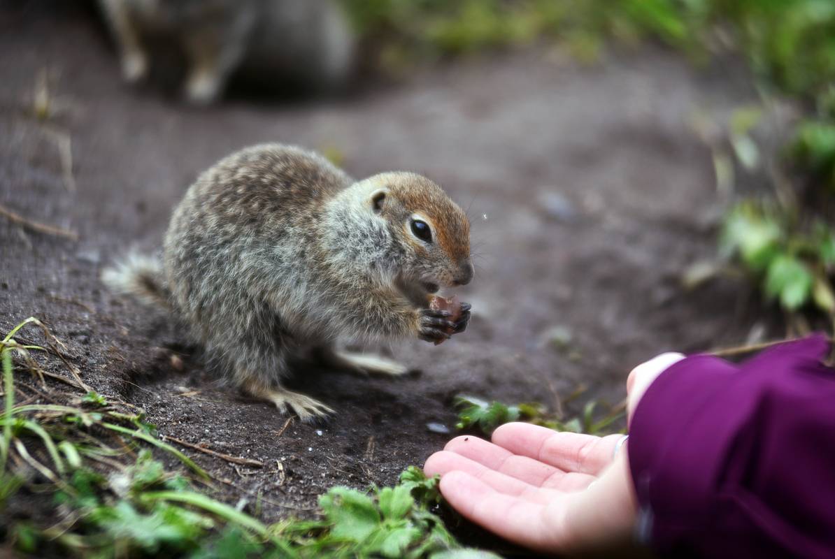 Российский адвокат предупредил о наказании за кормление диких животных в городе