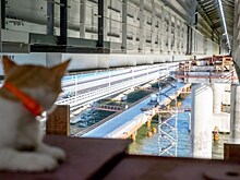 Крымский мост свяжут с Уралом