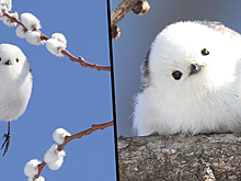 На японском острове обитают крошечные птички, похожие на летающие ватные шарики