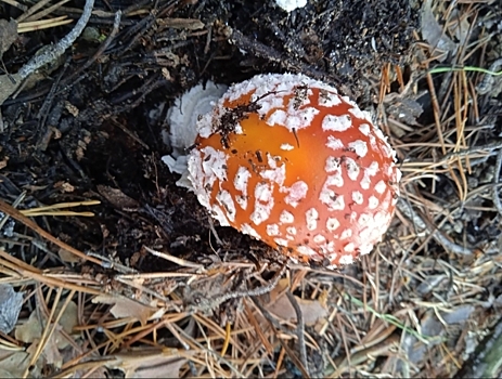 В Волгоградской области 88 человек отравились грибами
