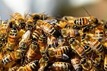 Коварные пчелы. Что делать после укусов насекомых?