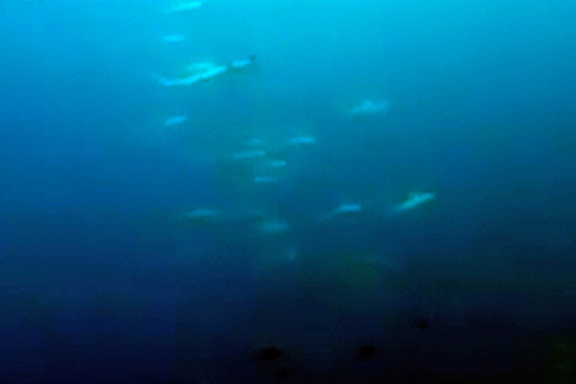 Огромную стаю акул-молотов сняли на видео