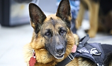В Волгограде кинологи рассказали о работе служебных собак в полиции