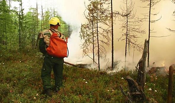 В Ленинградской области горят 43 гектара лесов Минобороны
