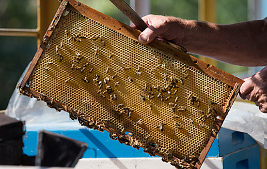 "Известия": фермеры смогут размещать продукцию у ретейлеров на льготных условиях