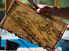 "Известия": фермеры смогут размещать продукцию у ретейлеров на льготных условиях