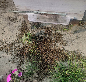 В Курганской области массово гибнут пчелы