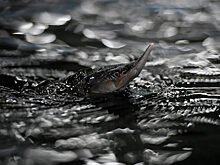 В Красноярском крае полицейские вернули в естественную среду обитания 15 осетров