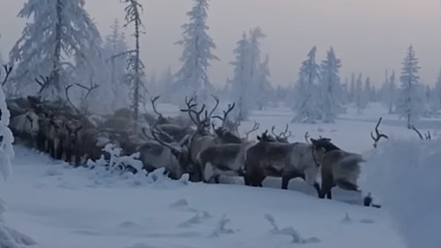 Ямальские ученые отправили северных оленей топтать снег ради эксперимента. ВИДЕО
