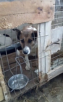 Волонтеры Камышлова обвиняют в издевательствах приют для животных