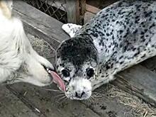 Нерпу Моисея выходили в Хабаровском крае