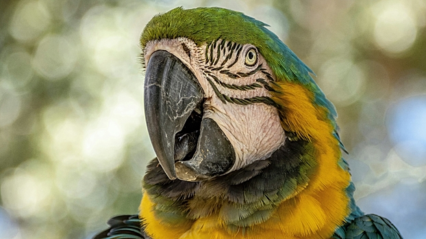 Попугай сошел с ума из-за плохого капремонта