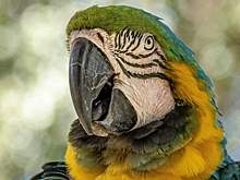 Попугай сошел с ума из-за плохого капремонта