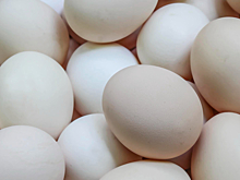 В Ленинградской области обеспечили птицеводческие предприятия инкубационным яйцом бройлеров