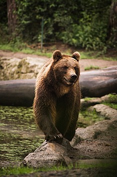 Итальянец сфотографировал «сексуального медведя» на Камчатке