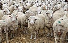 Учёные нашли первые следы овцеводства в Средней Азии