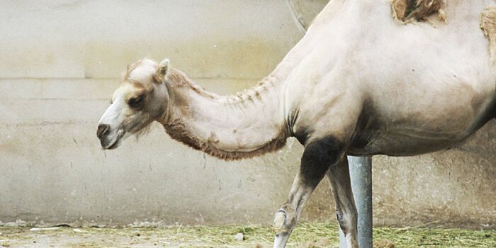 В Казахстане из водостока вытащили верблюда