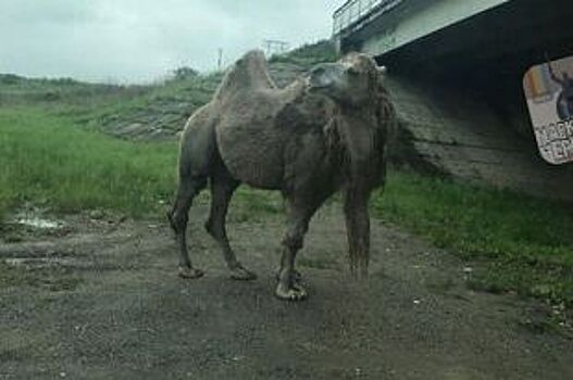Одинокий верблюд гуляет по Владивостоку