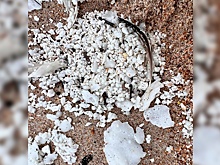 Неизвестное белое вещество выбросило на берег Анапы