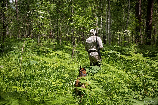 Охотникам разрешили подстрелить каждого четвёртого соболя в окрестностях Новосибирска
