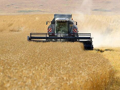 Итоги жатвы: в Казахстане собрали 95% зерновых культур