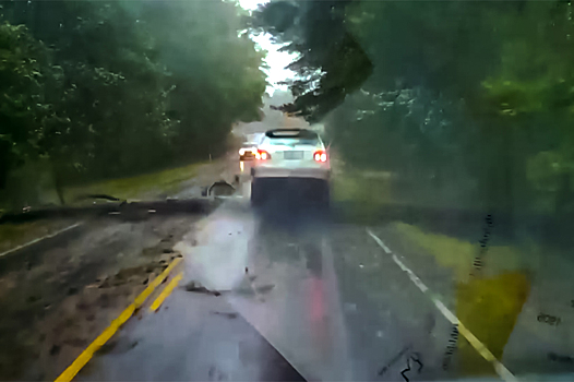 Дерево-убийца за секунду устроило ДТП