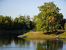 Почти две тысячи деревьев высадят в Москве до конца апреля