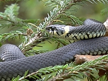 Окрестности Костромы заполонили теплололюбивые змеи