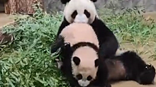 Московский зоопарк показал трогательные отношения панд