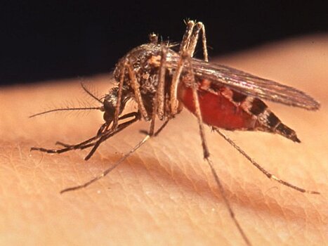 Не нужно бояться: врач открыл правду об укусах комаров