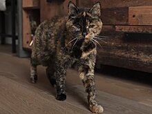 Книга рекордов Гиннесса объявила возраст самой старой в мире кошки