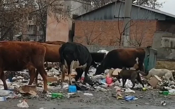 Отходами на свалке питаются домашние коровы в Беслане